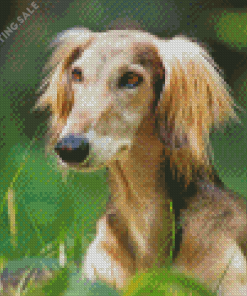Saluki Dog Animal Diamond Painting