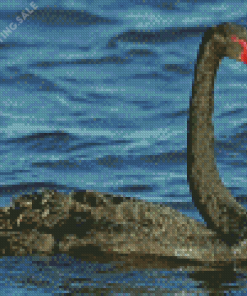 Black Swan Bird Diamond Painting