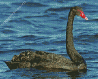 Black Swan Bird Diamond Painting
