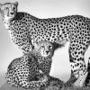 Black White Cheetahs Diamond Painting