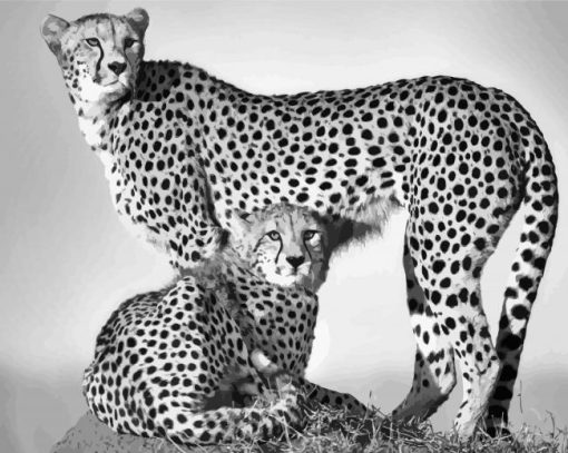 Black White Cheetahs Diamond Painting