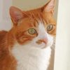 Cute Orange Tabby Cat With Green Eyes Diamond Painting