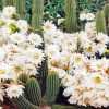 Cactus With White Flowers Diamond Painting