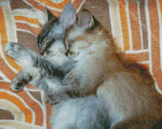 Cat And Kitten Snuggling Diamond Painting