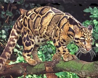 Clouded Leopard Diamond Painting