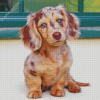 Dachshund Miniature Puppy Diamond Painting