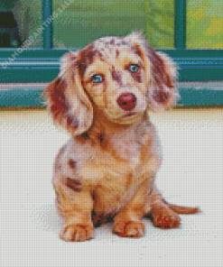 Dachshund Miniature Puppy Diamond Painting