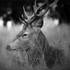 Black And White Stag Side Profile Diamond Painting