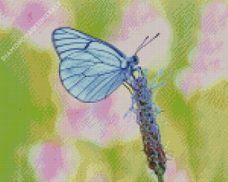 Blue White Butterfly Diamond Painting