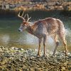 Brown Deer By The River Diamond Painting