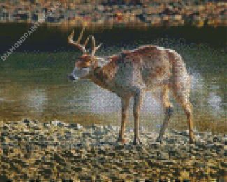 Brown Deer By The River Diamond Painting