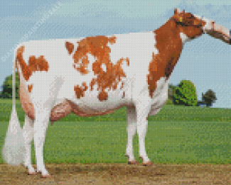 Brown White Holstein Cattle Diamond Painting