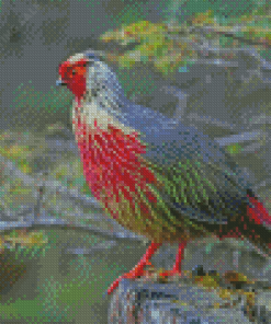 Black And Red Blood Pheasant Diamond Painting