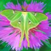Lunar Moth On Purple Flower Diamond Painting