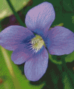 Common Blue Violet Plant Flower Diamond Painting
