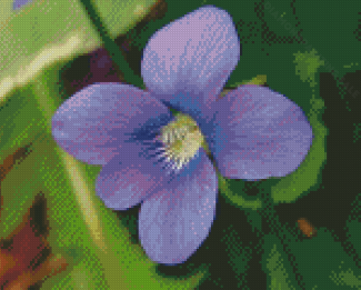 Common Blue Violet Plant Flower Diamond Painting