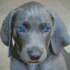 Blue Lacy Puppy Diamond painting