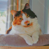 Cute Ginger And Black And White Cat Diamond Painting