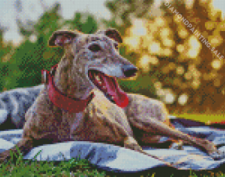 Aesthetic Greyhound Diamond Painting