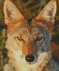 Aesthetic Coyote Diamond Painting