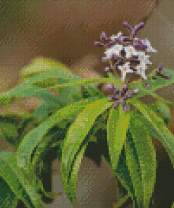 Aloysia Flowering Plant Diamond Painting