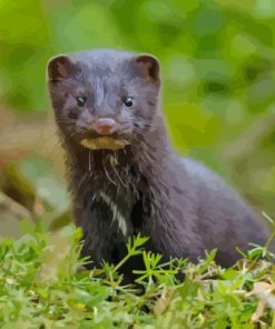 American Mink In Nature Diamond Painting