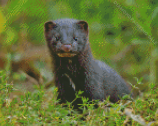 American Mink In Nature Diamond Painting