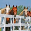 Beautiful Horses By Fence Diamond Painting