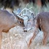 Deer Fighting Animals Diamond Painting