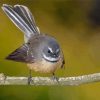 Fantail Bird Diamond Painting