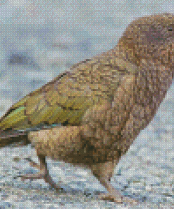 Kea Bird Diamond Painting