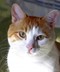 Orange And White Cat Green Eyes Diamond Painting