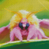 Rosy Maple Moth Diamond Painting