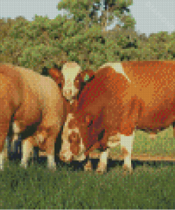 Simmental Cattle Animals Diamond painting