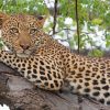 Aesthetic Leopard In Tree Diamond Painting