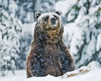 Grizzly Bear Animal In Snow Diamond Painting