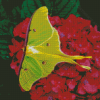 Moon Moth On Red Flowers Diamond Paintign