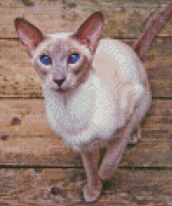 Shorthair Oriental Cat Diamond Painting