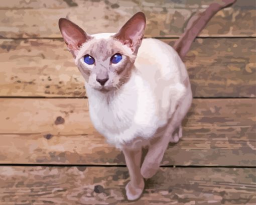 Shorthair Oriental Cat Diamond Painting