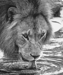 Black And White Lion Drinking Water Diamond Painting