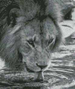 Black And White Lion Drinking Water Diamond Painting