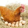 Chicken Sitting On Eggs 5D Diamond Painting