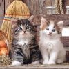 Cute Two Kittens In A Barn For Diamond Painting