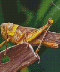 Grasshopper 5D Diamond Painting