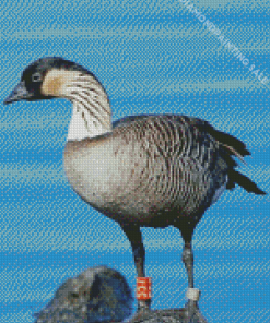 Nene Goose Bird Diamond Painting