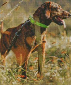 Plott Hound Dog Animal Diamond Painting