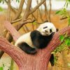Giant Panda Sleeping On Tree For Diamond Painting