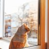 Aesthetic Cat By Window Diamond Painting