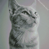 Aesthetic Monochrome Cat Diamond Painting