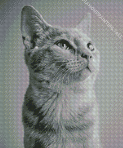 Aesthetic Monochrome Cat Diamond Painting